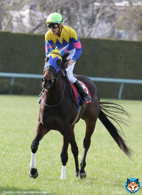 サウンドビバーチェ 重賞初制覇おめでとうございます。 父:ドゥラメンテ、母:スクービドゥー 母父:Johan Cruyff オークス、秋華賞では放馬し、放馬二冠とも揶揄されましたが、 本日の阪神牝馬ステークスで快速に伸びて重賞初制覇を成し遂げました！ #競馬　#サウンドビバーチェ #阪神牝馬S