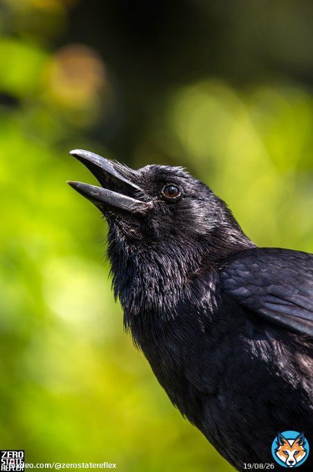 Awe is the magnet that draws you toward...   #crow #corvid #birds #wildlife #zerostatereflex #canon #5dmark3 #seattle #photography #twitternaturecommunity #birding #crowwisdom