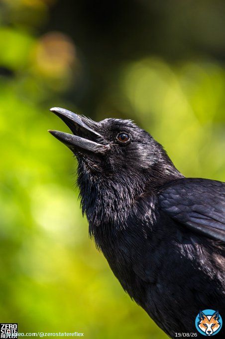 Awe is the magnet that draws you toward...   #crow #corvid #birds #wildlife #zerostatereflex #canon #5dmark3 #seattle #photography #twitternaturecommunity #birding #crowwisdom