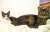 アイさん19歳は 姉度50%、妹度50%【姉と妹のマリアージュ】でした！：あなたの姉度妹度診断  #姉の日 #あなたの姉度と妹度