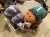 仕事後にプチ収穫 馴染みある仲間と共に  #サラブレッドコレクション #キングヘイロー #セイウンスカイ #タイトルホルダー #キタサンブラック