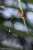 Zombies are real! (sort of) When Ophiocordyceps fungus infects an ant, fungal cells infiltrate its body. The fungus drives the ant to climb and lock its jaws on a plant stem. The fungus later emerges from the ant's head, dropping spores on unsuspecti