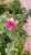 ياورد من علمك تجرح  الجرح ماهو من أطباعك مغليك من شوفتك يفرح هون على قلب ملتاعك #الجوري #الرياض_الان  #درجة_الحرارة 46