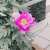 #小祝さくら 007!! \u26f3 \ud83d\udc51 \ud83d\udc8d
