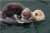 #GoogleSearchKeywords Top Ten #GoogleTrending Sunday, March 5, 2023  1 Celtics  2 Gary Rossington  3 Real Madrid  4 Fernando Alonso  5 Suns  6 Big Ten Tournament 2023  7 Stephen Curry  8 Meghan Markle  9 AEW Revolution 2023  10 Indiana basketball  #T