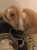 Turmeric (Tumeric) is a loving, adult Holland Lop from #LosAngeles, CA.