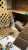 Valentino is a loving, adult Chinchilla from #Baltimore, MD.