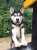 Happy news!!! Beautiful Apache in Manchester has been reserved!! He's been waiting so long, I really hope this turns into a forever adoption.  \ud83d\ude00 \ud83d\ude00 \ud83d\ude00 \ud83d\ude00 \ud83d\ude00 \ud83d\ude00 \ud83d\ude00 \ud83d\ude00 \ud