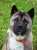 Please retweet to help Maggie find a home #CUMBRIA #LAKEDISTRICT #KENDAL #UK   Beautiful Akita aged 7, sadly been in kennels for 2 years due to a court case. She's looking for a loving adult home as the only pet.   DETAILS or APPLY   #Akita #dogs #pe