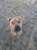 Please retweet to help Blossom find a home #BIRMINGHAM #UK   Sweet Mastiff aged 3, found as a stray. She is nervous and has separation anxiety. She is looking for an adult home where she can live with another dog to help build her confidence  DETAILS