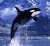 we are preparing for you whale  $4 $IND   #BTC #ETH #SHIBA   #Aerotyme   @coinbase @binance @CoinMarketCap @azbit_news