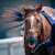 今日もお疲れ様でした。ありがとう。 2022/11/20 阪神競馬場 #サリオス #マイルチャンピオンシップ