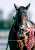 今日は終始ベロ出してて可愛かった。 復活おめでとう! 2022/12/10 中京競馬場 #キラーアビリティ #中日新聞杯