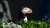Have a terrific Tuesday! Pause & watch birds, make your day better. Be kind to everyone inc yourself. Atlantic Puffin. #tuesday #tuesdaymotivations #birdwatching #birdphotography #TwitterNatureCommunity #kind #mindfullness #BirdsSeenIn2023 #birdi