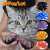 \ud83d\udd17   \u2705 New FASHION colorful Cat Nail Caps soft cat Claw Soft Paws 20 PCS/lot with free Adhesive Glue Size XS S M LGift for pet . .  #ديبالا #متي_راح_تتزوج #جوني_ديب #الخميس_الونيس #الطويله_اجمل_يابنات #جوني_فاز #الدمام