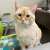 After fathering one too many kittens, Nick Cannon is available for adoption!  He&rsquo;s 3 years old and weighs 14 lbs.   Nick's adoption fee is waived, and luckily, he will be neutered before he goes to his forever home. This will prevent any future