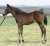 Japan's leading Arc contender Titleholder (Duramente x Mowen) as a foal in 2018.  #タイトルホルダー #ドゥラメンテ #凱旋門賞 #QPAT