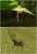 Ophiocordyceps unilateralis,known as cordyceps or zombie-ant fungus, infects insects such as ants or spiders. As a parasite, cordyceps drains its host completely of nutrients before filling its body with spores that will let the fungus reproduce. #Th