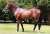 Busy Week Kicks Off At Ballarat. 'Nice and bright' is how Plymouth pulled up from his excellent and unlucky run in Saturday's Gr.1 Rosehill Guineas... Read the full article here: