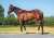GEELONG BOUND WITH TWO PROMISING RUNNERS!! We have runners in the first two races at Geelong today; Declan Bates aboard both kicking off with Pink Lamborghini (pictured) in the 1112m 3Y0 Maiden. Full article: