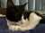 今日も気づけばもう夕方ですが、 毎月8日は #ハチワレデー  #猫 #猫写真 #猫好き #ハチワレ #ハチワレの日 #ハチワレは世界を救う協会 #ハチワレ猫のいる生活