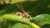 Explore what researchers (and #TheLastOfUs viewers) are reading in BioOne Complete: 'Manipulation of Wasp (Hymenoptera: Vespidae) Behavior by the Entomopathogenic Fungus Ophiocordyceps humbertii...' published in Entomological News by @AmericanEntoSoc