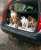 Love or not?  #boxerdoglover #boxerdog #boxerdoglover #dogsoftwitter