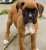 Rate this cuteness 1-10  #boxerdoglover #boxerdog #boxerdoglover #dogsoftwitter