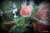 And the winner is.... once again the first rose to bloom before SPRING is the At Last Rose Shrub growing in my 20 foot geodesic bio dome in Ohio.   #RoseWednesday #happydays #gardening #TwitterGardening