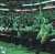 Trust Jaylen Brown & Jayson Tatum