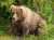 As a Jew, Yom Kippur is very important to me. But as a human woman with eyes, Fat Bear Week is my holiest of all holidays.