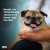 Noodle, the geriatric pug who captured hearts across the internet for his &ldquo;bones or no bones&rdquo; ritual, has died at age 14, his owner says.