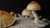 Opinion: Why a CNN reporter decided to try magic mushrooms on camera
