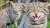 Around 60 Scottish wildcats will be released over the next three years.