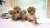 The Buffalo Zoo in New York welcomed four new lion cubs into their African lion pride in early June.