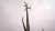 Woman stunned by size of cactus she says she waited decades to bloom