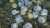 Researchers believe the deep-sea octopuses migrate to the deep-sea thermal springs in such numbers to mate and nest, according to a new study published in the journal Science Advances.