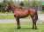 【クラウンファーム出走情報】 今週末は 4頭 出走いたします！  1月28日(土) #東京7R #マリノプリエール  #東京10R #クロッカスステークス #ブーケファロス  1月29日(日) #東京5R #クラウンサプライズ  #東京6R #クラウンロマーニャ  応援宜しくお願いいたします