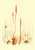The weird art made by Ophiocordyceps, the insect killing fungi, which inspired the Last of Us and my new illustration #insect #insects #Entomology #artistsontwitter #Artists #DigitalArtist #digitalart #graphicdesign #fungi #nature #SciArt #science