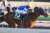 2023年1月29日　第37回根岸S（GⅢ）　東京ダート1400ｍ　優勝　レモンポップ〔戸崎圭太〕　タイム1.22.5 好位にいたレモンポップが直線で早めに抜けだして先頭に立ち追い込むギルデッドミラーを半馬身抑えて優勝！ #根岸S #レモンポップ #戸崎圭太 #田中博康