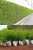 Miniature Bamboo  is the most popular and best for privacy or fence hedge, it grows very fast and can trimmed to shape,ksh1400 0715656524