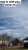 Gratefulness  vlog below (se link) #atxlife #austinhome #austinweather #vlog