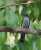 Andaman Cuckooshrike is slightly smaller, slimmer, and darker gray on the upperparts when compared to Large Cuckooshrike. #ThePhotoHour  #BirdsSeenIn2023  #birdwatching  #BBCWildlifePOTD  #birdphotography  #natgeoindia  #wildlife #nature  #IndiAves