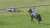 2022年12月3日(土)中山競馬場 芝3600 #ステイヤーズステークス 内回りコースを2周 中山の急逆上がりが3度ある 国内平地競争最長距離レース  その舞台で天皇賞春以来 \u2606冷ややかな目線を送る者 \u2606寝っ転がって芝を食う者 この2頭がぶつかります  #メロディーレーン #シルヴァーソニック