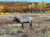 Saw this handsome guy on the way to dinner  #ParkCity #Utah
