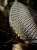 #Austin #atxwx #austinweather I came out for my morning coffee / cig after our #supercell #hailstorm last night & found this tan substance on the patio furniture this morning.   It smells dreadful.   #eastpalestinedisaster #NorfolkSouthern came t