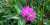 Red clover   . . . #лето #фото #фотография #Дзен #Природа #цветы #NaturePhotography #nature #flower #flowers #DzenHagane #oc #Ukrainian #Ukraine #photo #photos #photography #花 #木 #ゼン鋼 #夏 #フォト #ゼン #ウクライナ #自然 #summer #clover
