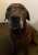 I got my dog when I was just 19 years old and a single mother of 1. I kept my dog. I kept my dog even though I moved into an apartment and had to pay a $500 pet fee. I kept my dog when my boyfriend and I broke up and he kept the apartment even though