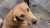 The culling of dogs will continue all this week before FIFA&rsquo;s visit to Morocco and SFT is trying to stop them. Please share because this is horrendous! It has to be stopped. The UN committee is being approached to help but they need to be persu