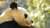 本日10/1(土)は都民の日。都内の動物園・水族館・庭園・美術館など一部施設を無料公開。事前予約不要&rarr;